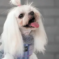 Pet Fashion Fashion жилет для собак XS (4823082423217)  - фото 2