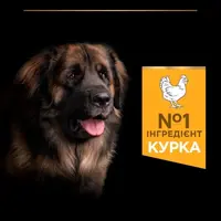 Purina Pro Plan Large Robust Adult сухой корм для собак крупных пород 14 кг - с курицей (7613035120426)  - фото 2