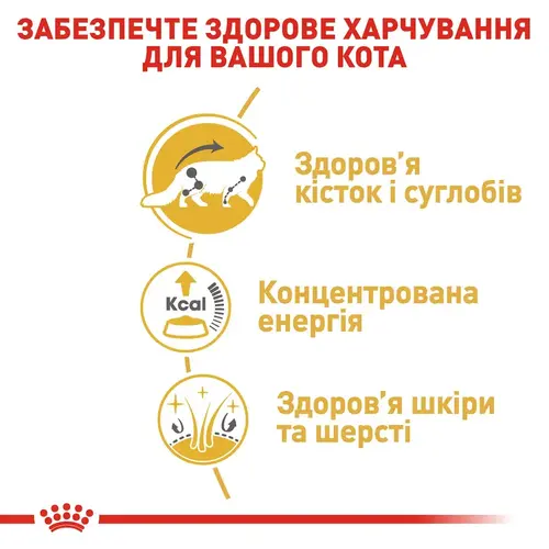 Royal Canin Mainecoon Adult ВОЛОГИЙ КОРМ Супер-преміум коти (з м'ясом) 85 г