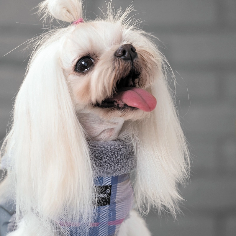 Pet Fashion Fashion жилет для собак XS (4823082423217)  - фото 2