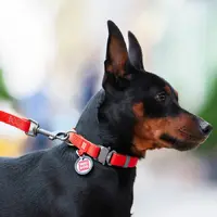 WAUDOG Waterproof повідець для собак S - водостійкий, червоний (4823089314006)  - фото 2