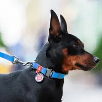 WAUDOG Waterproof повідець для собак S - водостійкий, блакитний (4823089313986)  - фото 2