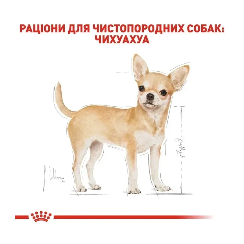 Royal Canin Chihuahua Adult влажный корм для собак 85 г (9003579001516)  - фото 1