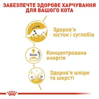 Royal Canin Mainecoon Adult влажный корм для кошек 85 г (9003579001219)  - фото 1