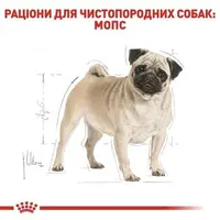 Royal Canin PUG ADULT сухий корм для дорослих собак породи мопс 1.5 кг(3182550752404)  - фото 1