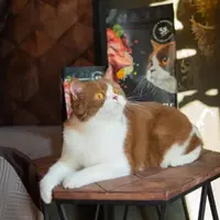 Savory Adult Sensitive Digestion сухий корм для котів з чутливим травленням 400 г - з ягням та індичкою (4820232630075)  - фото 2